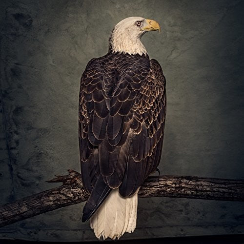 Clutch - Book Of Bad Decisions - LP { Vinyl LP }