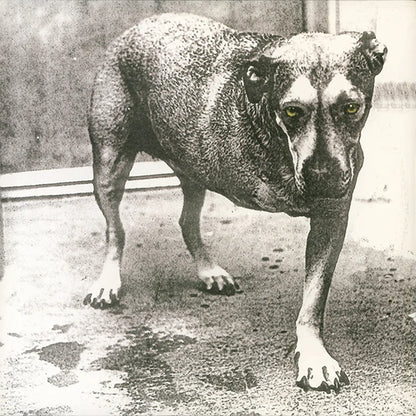 Alice In Chains - Alice In Chains (30th Anniversary) - LP { Vinyl LP }