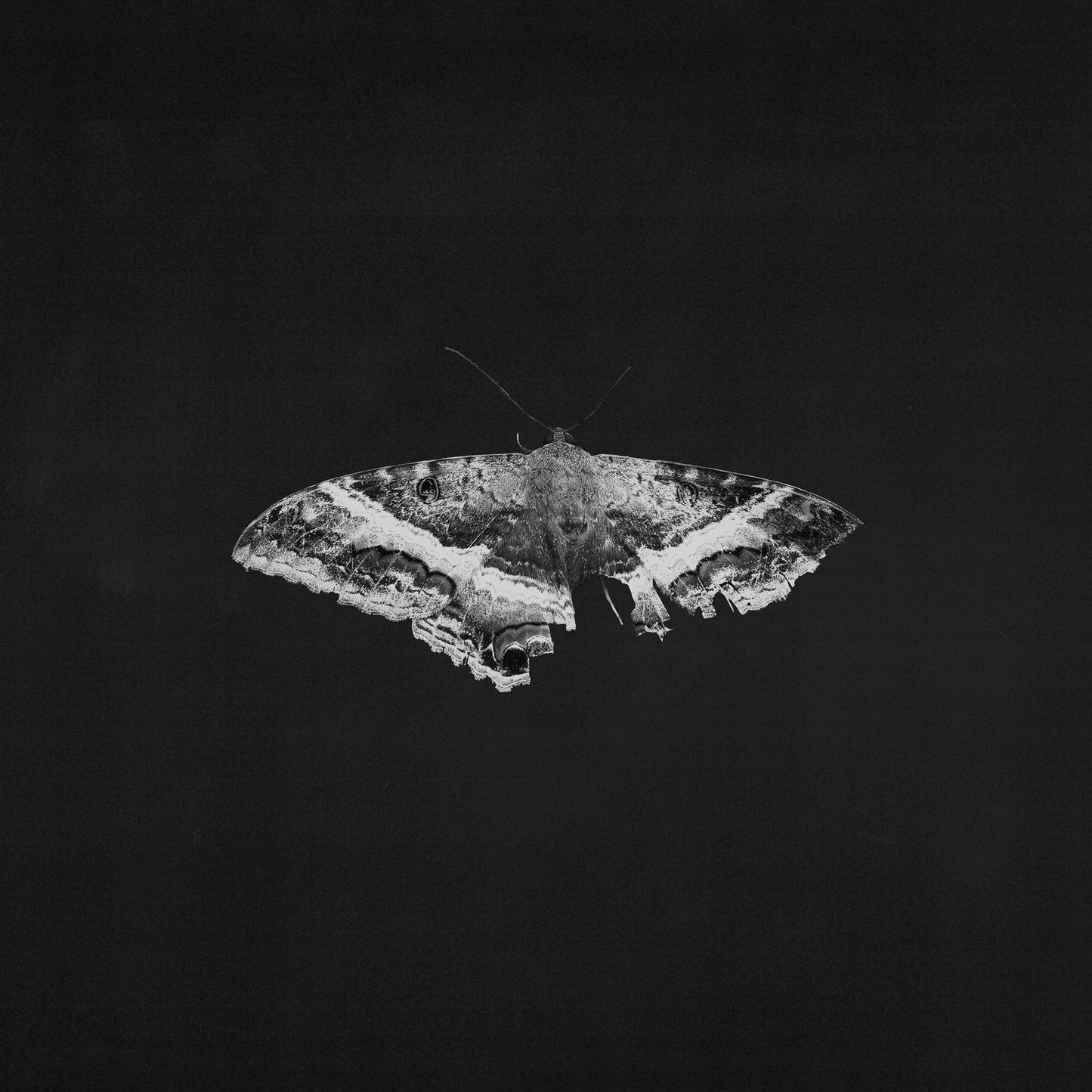 Kendrick Lamar - To Pimp A Butterfly (10th Anniversary) - LP { Vinyl LP }
