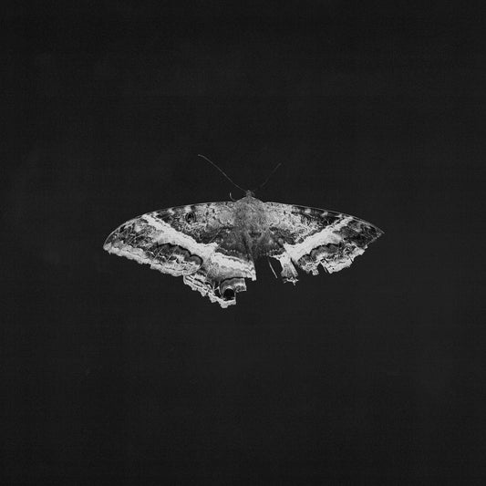 Kendrick Lamar - To Pimp A Butterfly (10th Anniversary) - Indie LP { Vinyl LP }