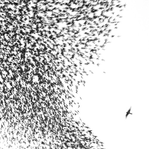 Wilco - Sky Blue Sky - LP { Vinyl LP }