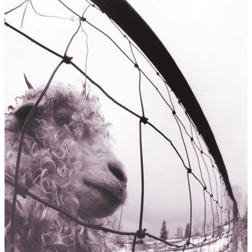 Pearl Jam - VS - LP { Vinyl LP }